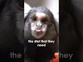 🐵🍹 Marmoset (safe)margarita time! #shorts #monkey #marmoset #notapet #mayahiga #alveus