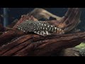 Chaetostoma sp. (L455) Chaetostoma sp. (L455)