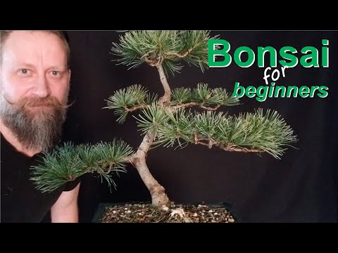 Mädchenkiefer-Bonsai- aus dem Baumarkt -nach 4 Jahre Gestaltung