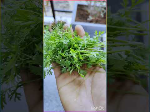 If Daily needs Fresh Pudina & Dhaniya (Small effort gives good results), Can you try? #shorts #short