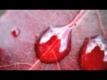Yanni - A Walk In The Rain