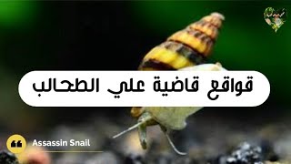 اشهر 5 قواقع خدمية مفيدة قاضية علي الطحالب