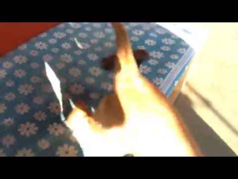 Dog sufi a 1month dog so active amazing i want to know if she is faster than ussain bolt