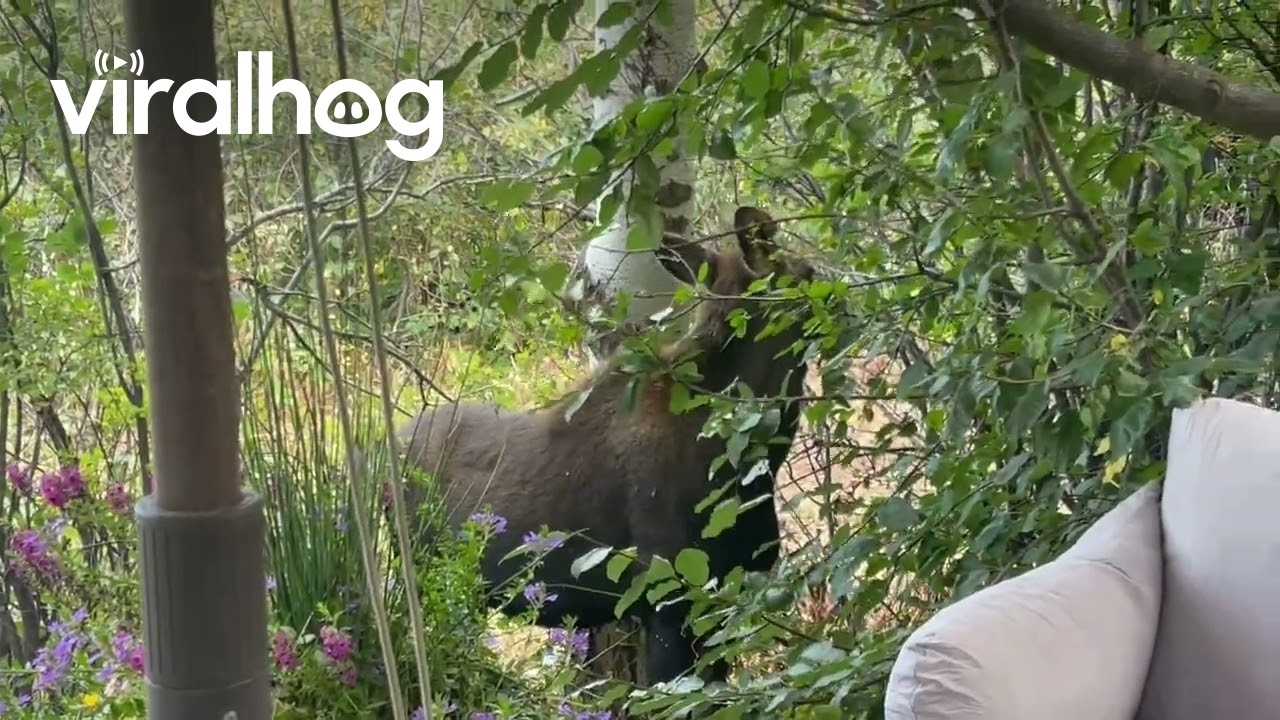 Two Moose Wander Through Backyard Garden || ViralHog