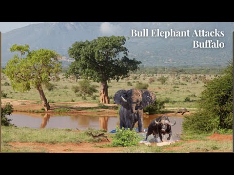 Bull Elephant  Doesn't Like Buffalo in His waterhole