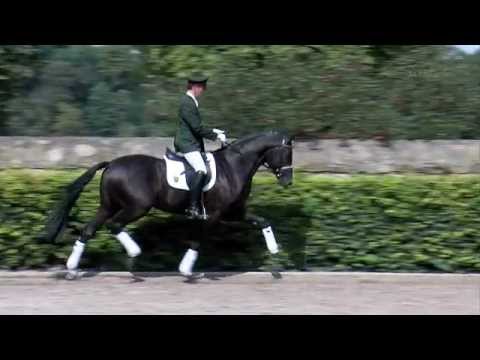 Decurio v. Desperados - Rotspon -   Borneo