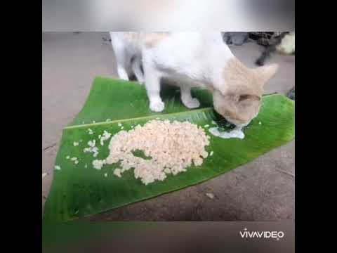 പൂച്ച ചോർ കഴിക്കുന്നത് കണ്ടിട്ടുണ്ടോ... ഇതാ ഞങ്ങൾ പൂചക്ക് ഒരുക്കിയ വിഷു സദ്യ/vishu sadhya for cat