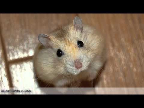 Muzica pentru copii  Soricelul Dominic Club Flavia Lucas