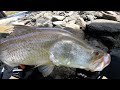 Barramundi Fishi Monster Barramundi Fishing Angler Rahul Patel