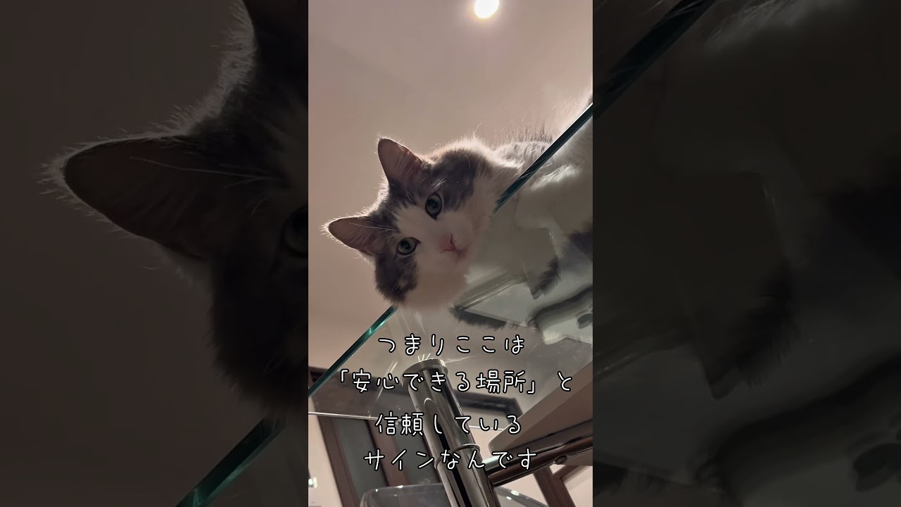 猫の仰向け率が上がる方法#shorts #へそ天#仰向け