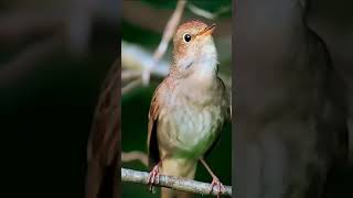 Download lagu Sikatan londo gacor asli hutan liar mp3