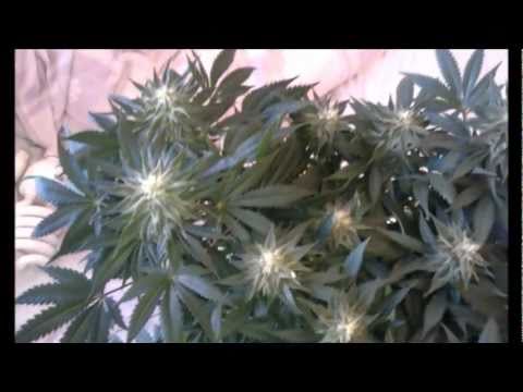 LST Marijuana grow - Bubblegum - week 6 flowering