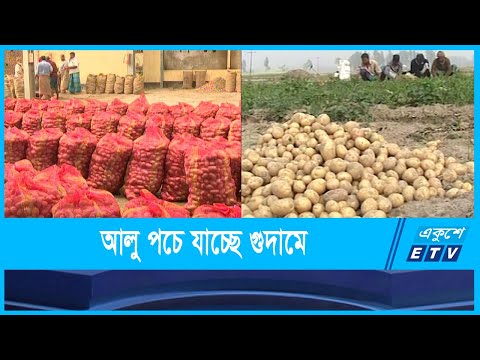 চাহিদার চেয়ে উৎপাদন বেশি আলুর