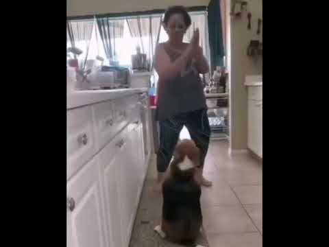 perrita gorda bailando con su dueña #mascotas