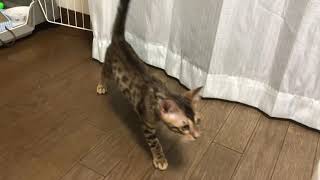 #ベンガル猫 #生後二ヶ月半 ルイの日記十三日目(´ ˘ `๑)♡