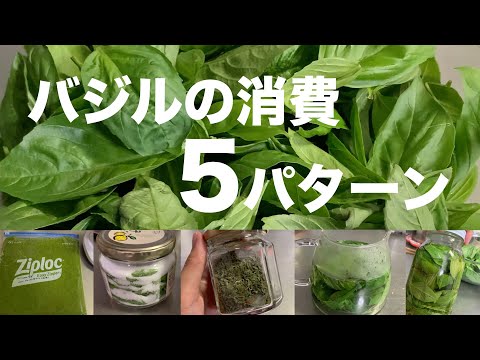 バジルの乾燥: スパイスをストックするためのヒント 植物