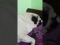 Why Pugs Are Lazy Pt 3