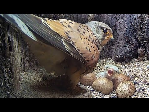 This Kestrel Pair Overcame Tensions to Become Parents