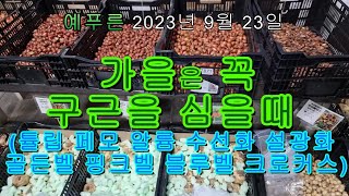 9/23 가을에 심는 구근 들어왔어요 (튤립 페모 알륨 수선화 설광화 골든벨..)