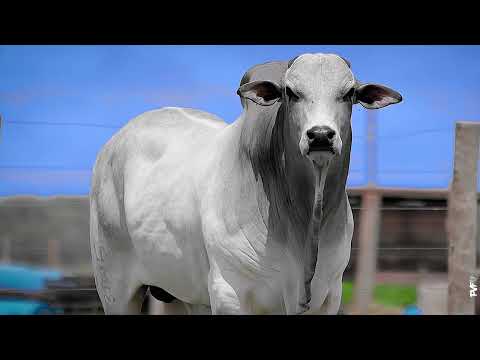 TOURO NELORE - 593 FIV ACN - ACNN 593