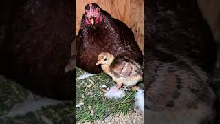 I Found a Mysterious Egg in My Backyard... #peacock #birds #animals #rescue #wildlife #cute #shorts