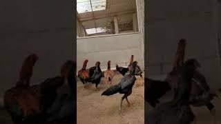 Download lagu AYAM MUDA SUPER SANGO FARM 5 BULAN mp3