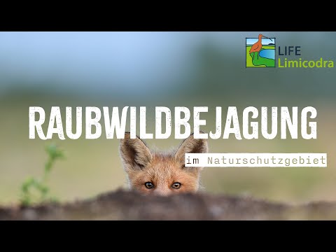 Freunde der Jagd | 𝗧𝗲𝗶𝗹 𝟮 Füchse, Fallen, Forschung - Raubwildmonitoring im NSG Freesendorfer Wiesen