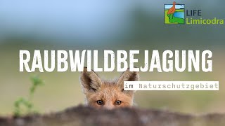 Freunde der Jagd | 𝗧𝗲𝗶𝗹 𝟮 Füchse, Fallen, Forschung - Raubwildmonitoring im NSG Freesendorfer Wiesen