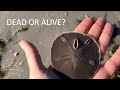 Are Sand Dollars Alive? Learn to tell the difference and other interesting facts about Sand Dollars.