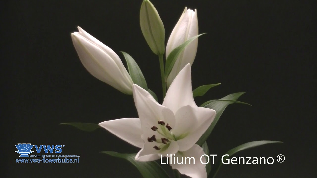 Lilium Genzano ®