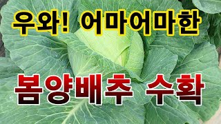 [텃밭농부. 1,128]  우와! 어마어마한 봄양배추 수확 #양배추재배