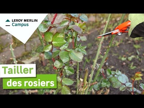 , title : 'Comment tailler les rosiers ? | Leroy Merlin'