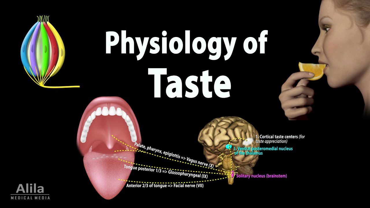 How does the sense of taste work?