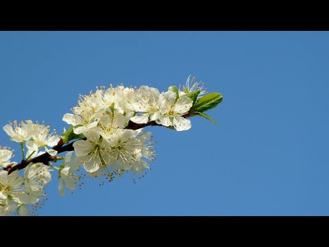 Il Signore è la mia salvezza