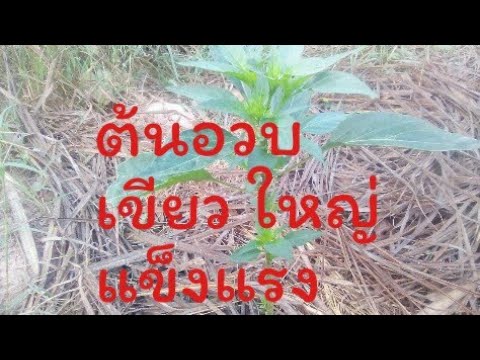สูตรเชื้อโรคม้า สูญเสียความแรง 28 ปี