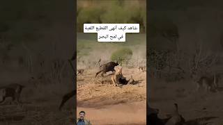 اللحظة الصادمة: عندما يغضب القطيع! 😱 #shorts