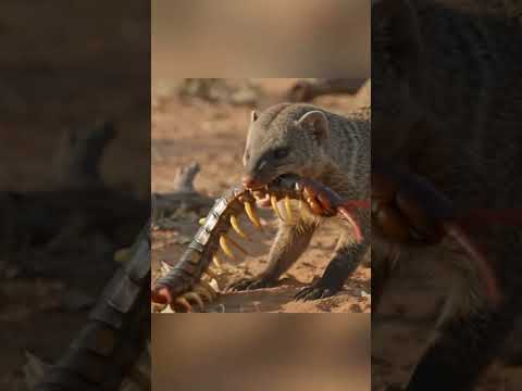 The Wild Reason This Bird Wakes Up A Mongoose Every Single Day! 🤯