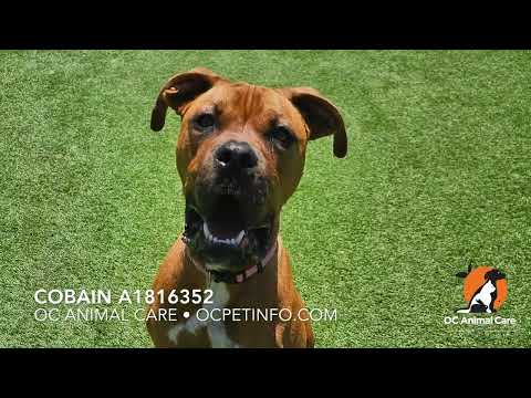 Cobain A1816352