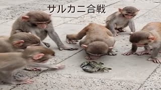 「猿蟹合戦」サルカニ合戦   興味津々！！ めっちゃおもしろ動画！#Shorts