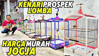 Download lagu CANARI PROSPECTS FOR COMPETITION‼️CHEAP PRICES, MANY CHOICES.... mp3 Download lagu CANARI PROSPECTS FOR COMPETITION‼️CHEAP PRICES, MANY CHOICES.... mp3