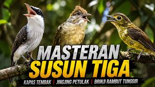 Download lagu MASTERAN ANTI NGUKLUK KOMBINASI BRINJI RAMBUT TUNGGIR KAPAS TEMBAK PETULAK JINGJING GACOR JERNIH mp3 Download lagu MASTERAN ANTI NGUKLUK KOMBINASI BRINJI RAMBUT TUNGGIR KAPAS TEMBAK PETULAK JINGJING GACOR JERNIH mp3