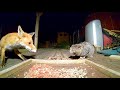 Fox And Cat Standoff
