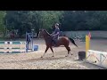 Hongre 7 ans CSO