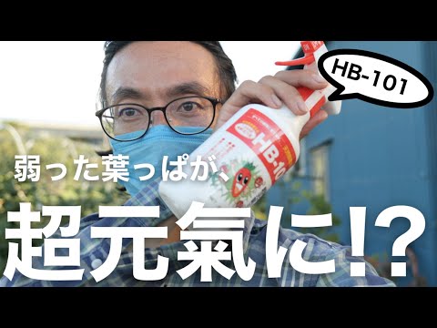 コンテナ植物としてのブッドリア 植物