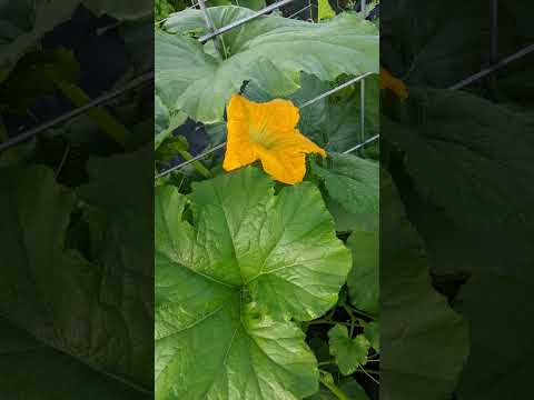 Longest Recipe Prep Update 1🥧Sugar Pie Pumpkins🥧