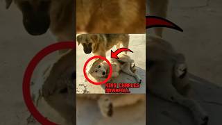 Did Rocky Actually Beat King Charles? 😱 #dog #animals