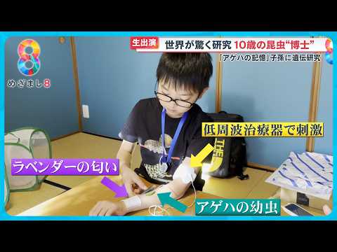 園芸 中国のリシマコス、リシマコスの白鳥の首