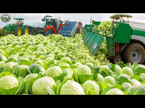 1.9 Billion Pounds Of Green Cabbages Are Harvested In America This Way | Agriculture Technology