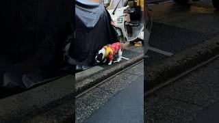 元気良くお散歩に出かけたら雨上がりで絶望するフレブル