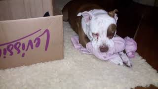 Curiosidade do  pitbull brincalhao